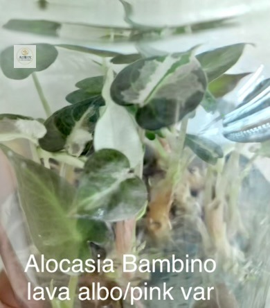 bambino lava albo pink