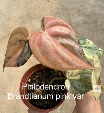 branditianum pink