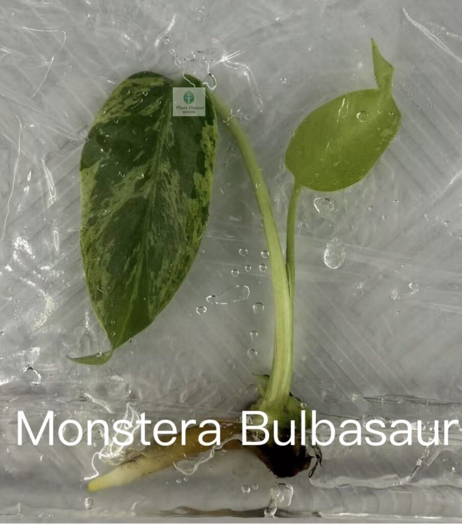 bulbasaur1