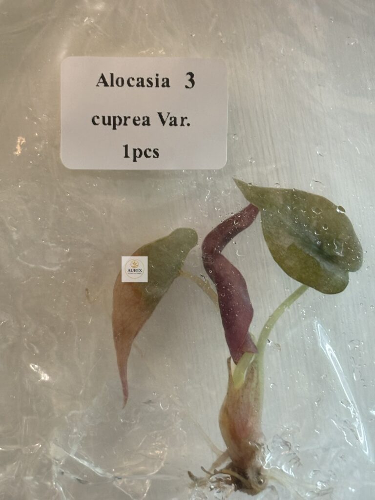 cuprea aurea1