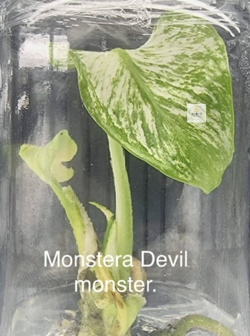 devil monster1