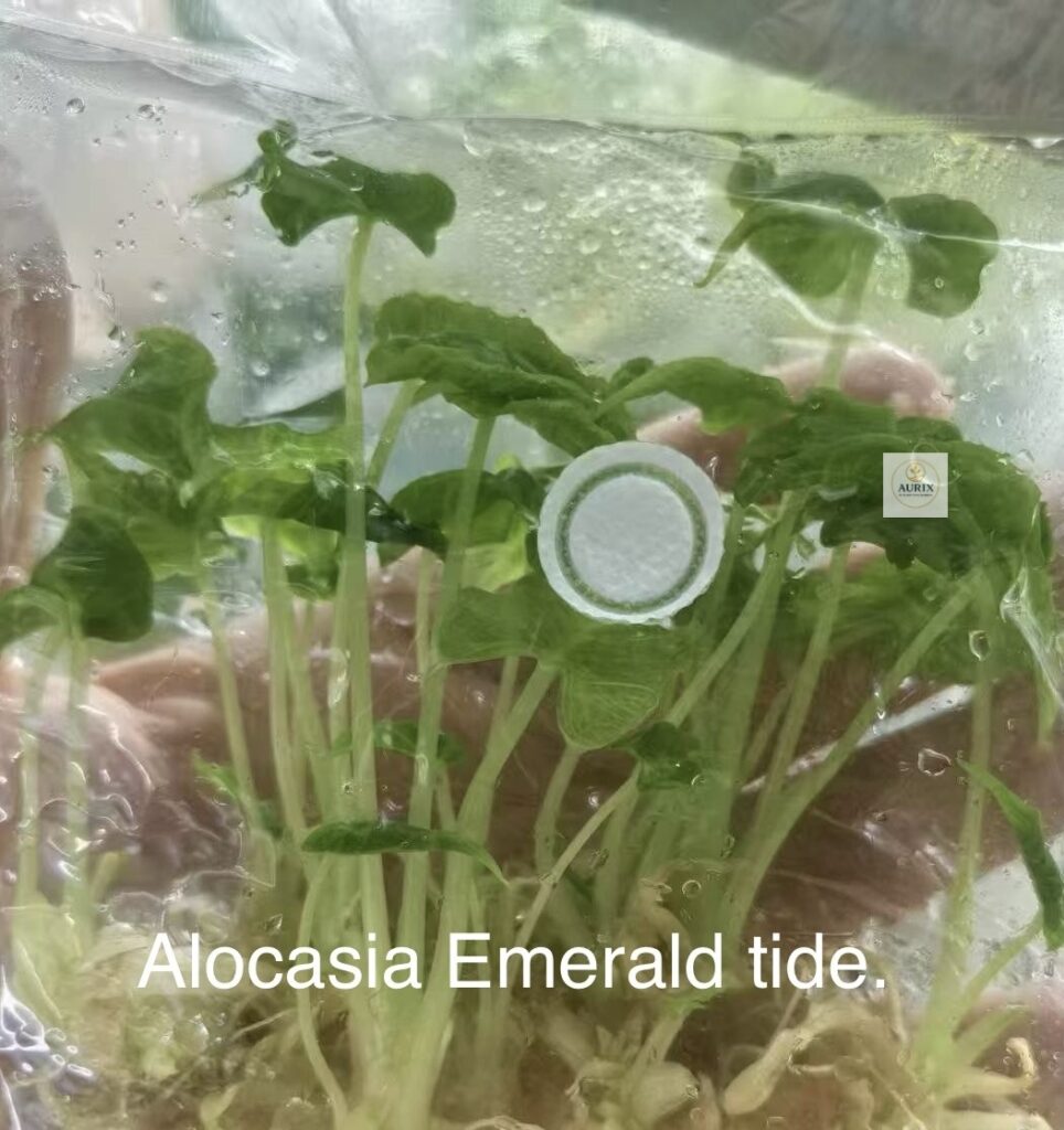 emerald tide