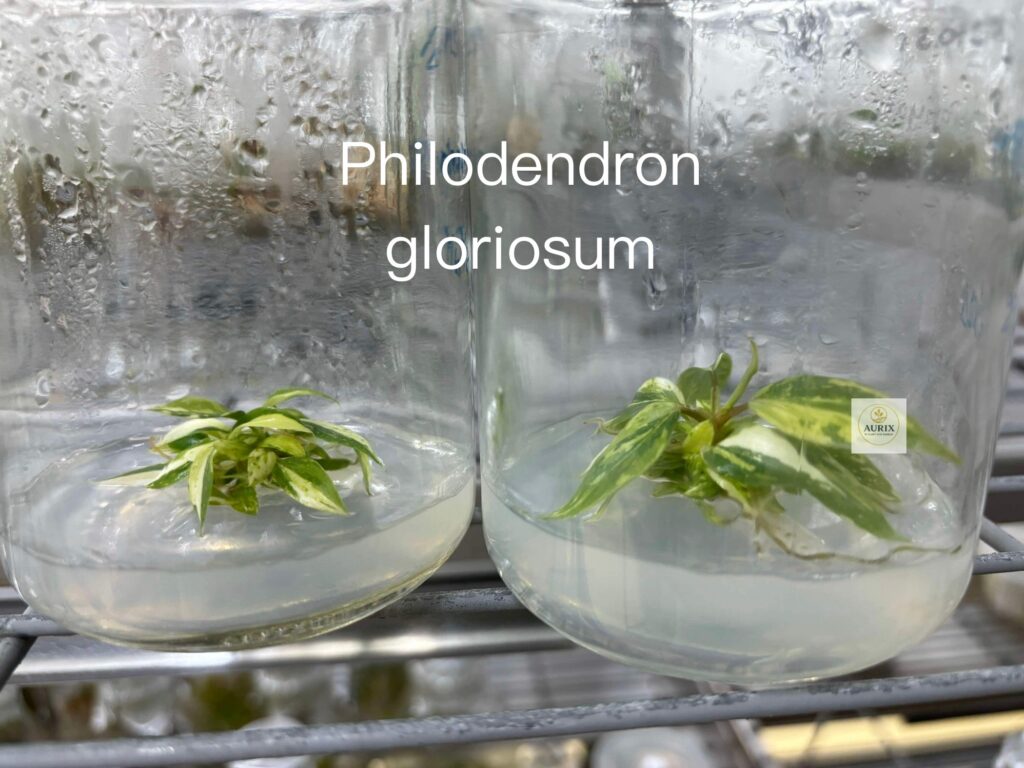gloriosum