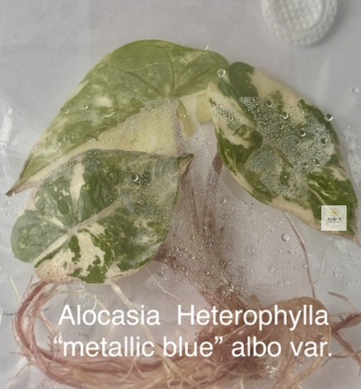 heterophylla metallic blue2