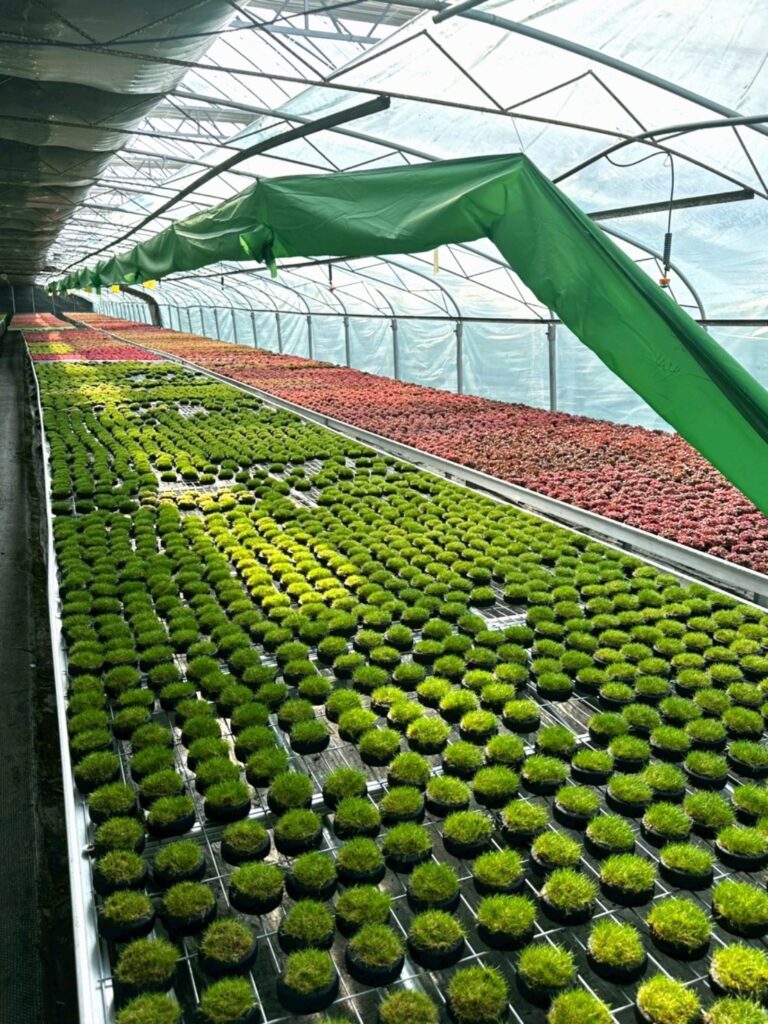 line album พืชน้ำ aquatic plants 260626 1