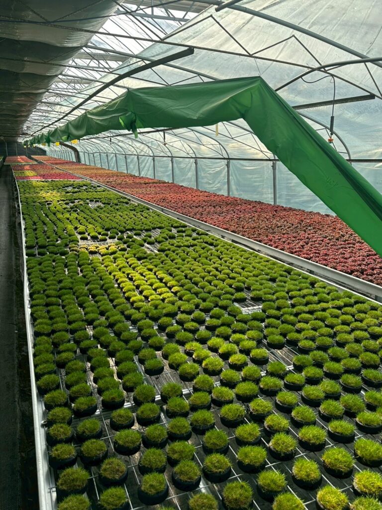 line album พืชน้ำ aquatic plants 260626 1