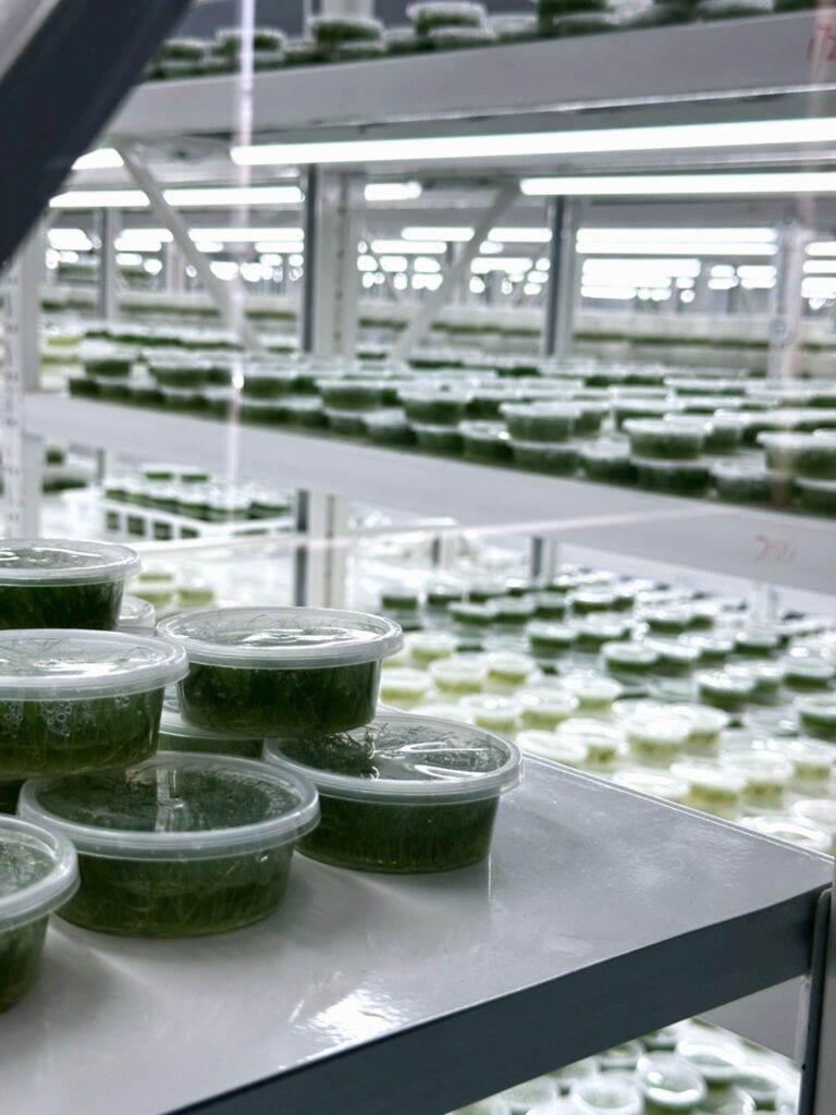 line album พืชน้ำ aquatic plants 260626 2