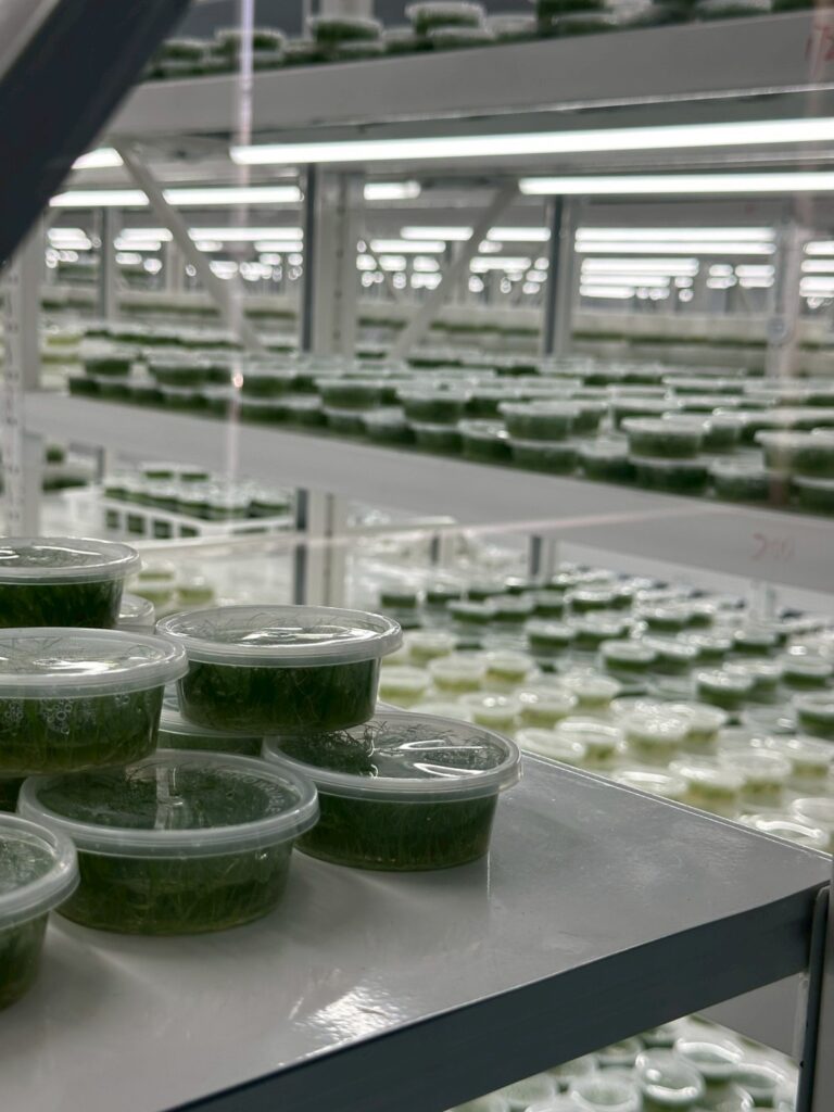 line album พืชน้ำ aquatic plants 260626 2
