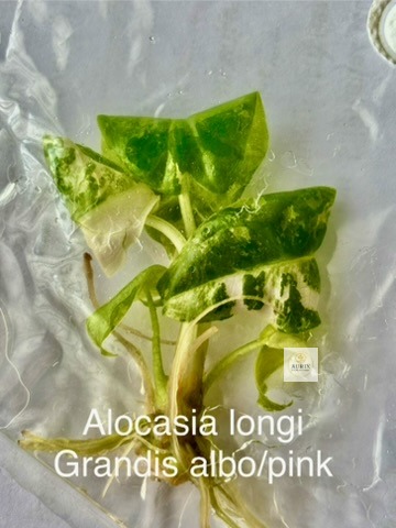 longi grandis