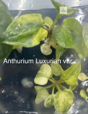 luxurian aurea1