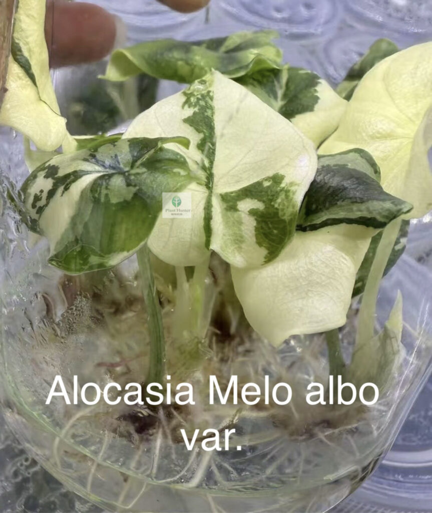 melo albo2