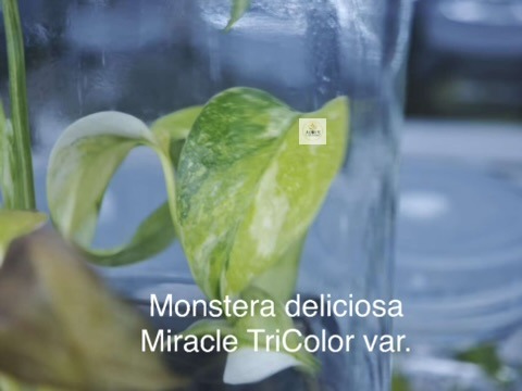 miracel tricolor