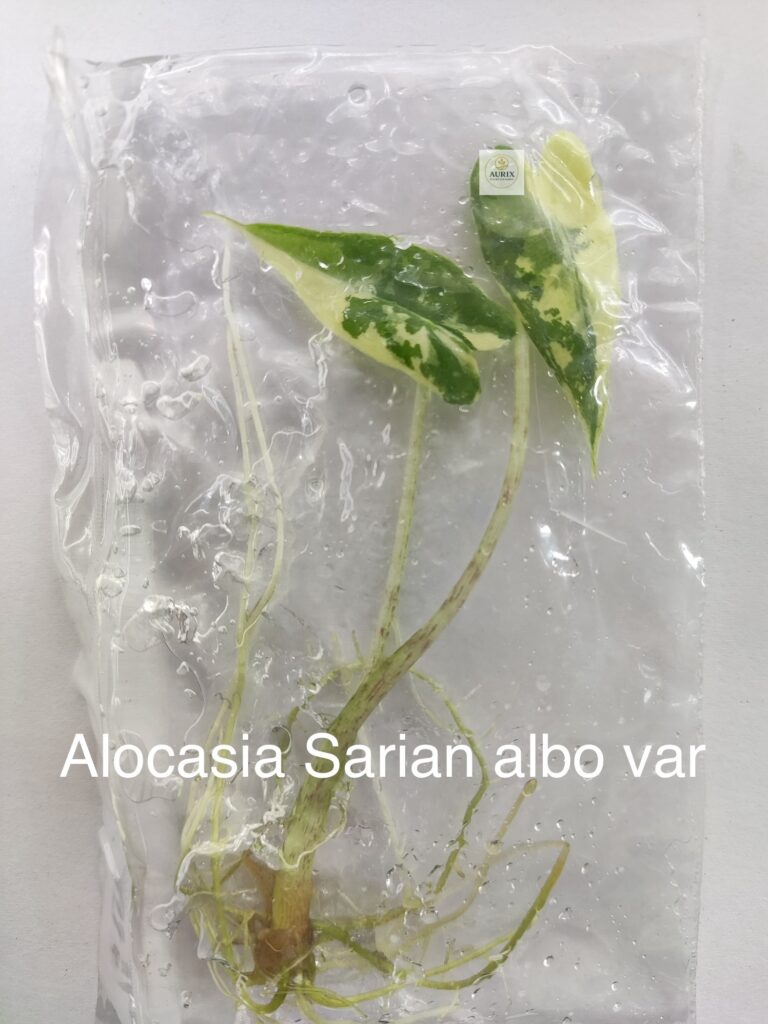 sarian albo