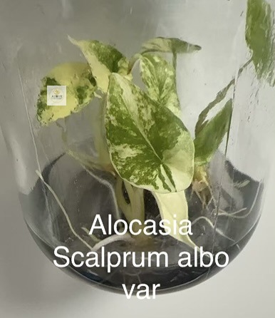 scalprum albo1