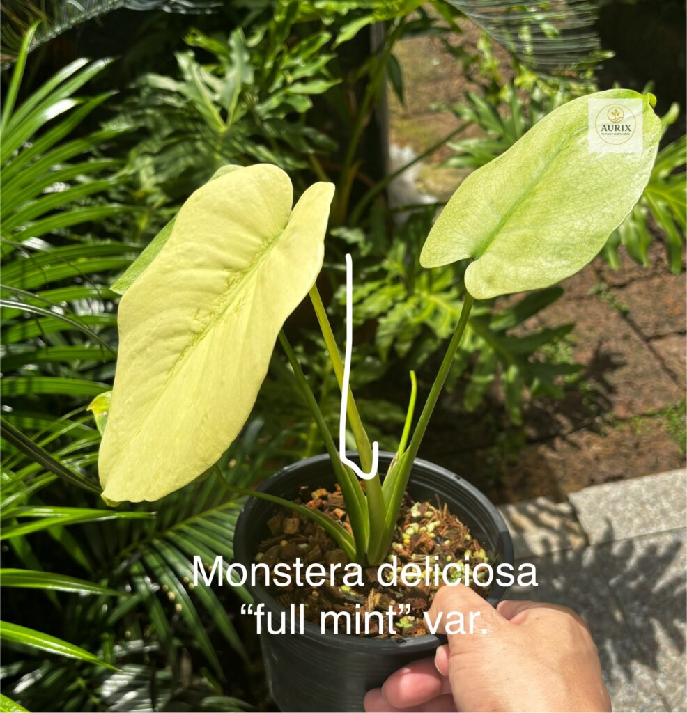 full mint