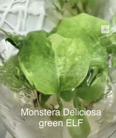 green ele