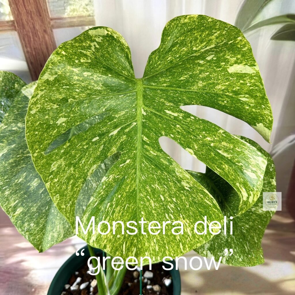 green snow