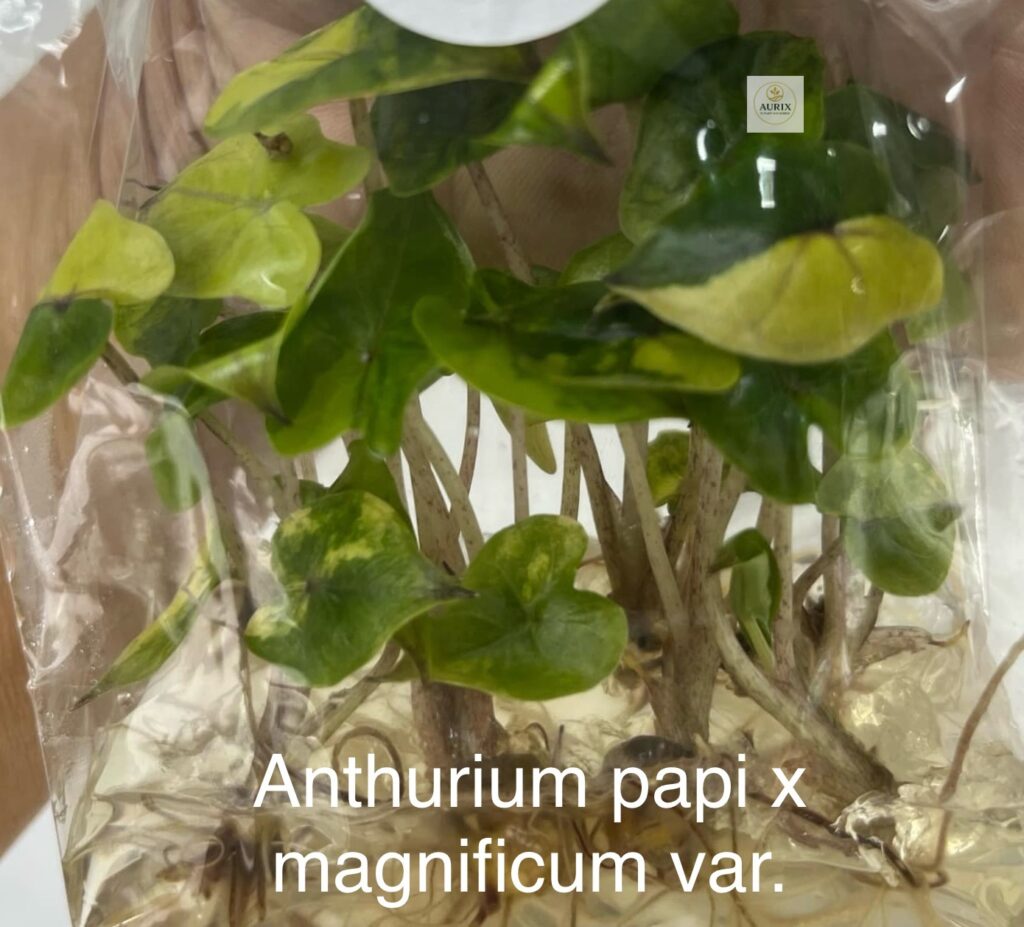 papi x magnificum