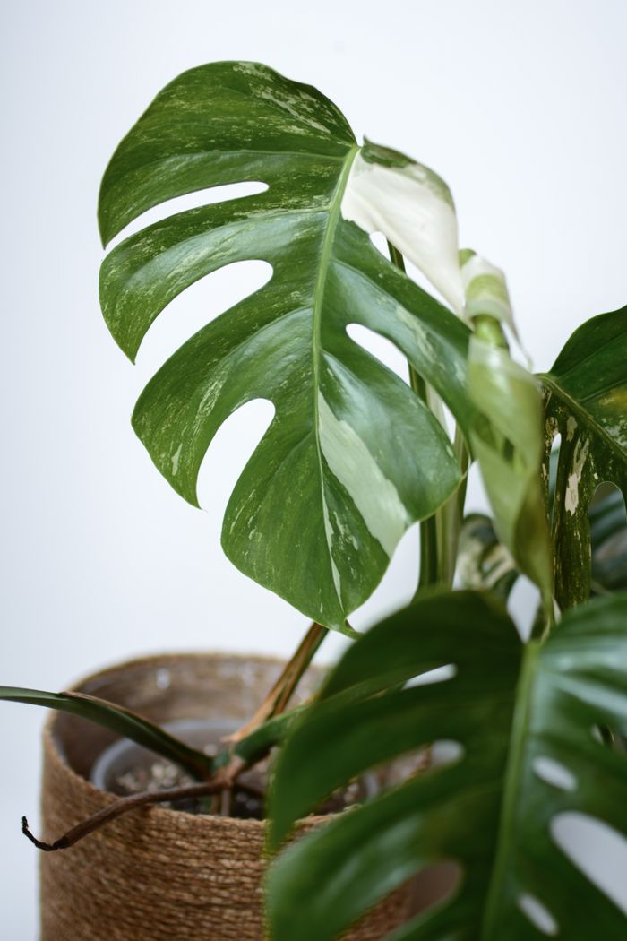 A detailed view of a variegated Monstera plant in a rustic basket on a white background.