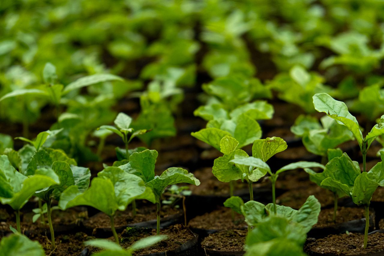Close-up of healthy green seedlings thriving in nutrient-rich soil in a greenhouse.