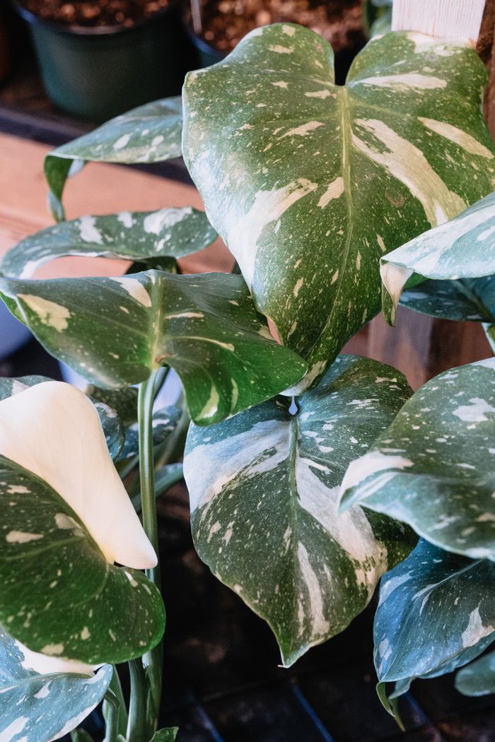 A detailed view of variegated Monstera leaves with natural light indoors.