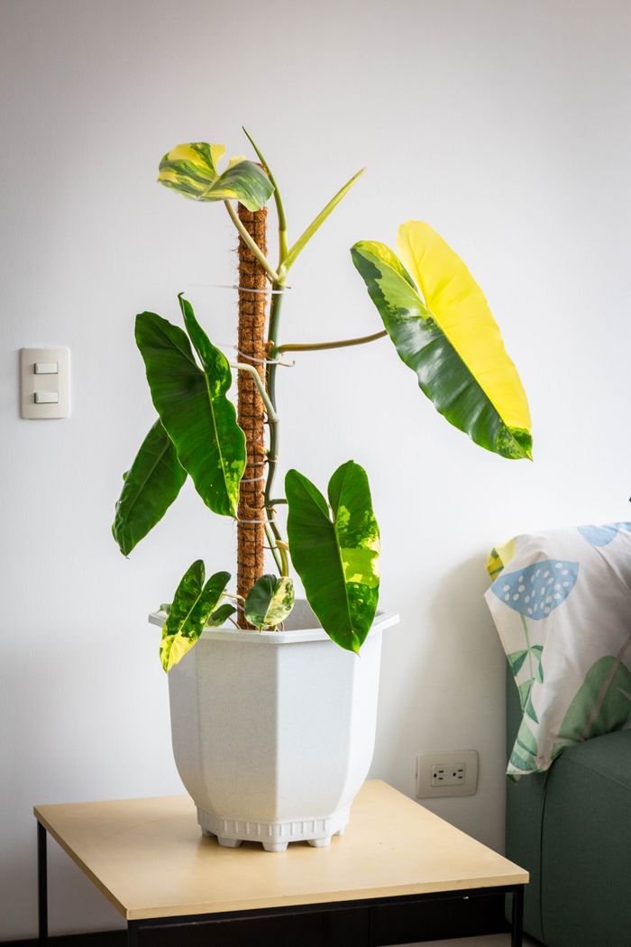Close-up of a variegated philodendron plant in a white pot on a table indoors.