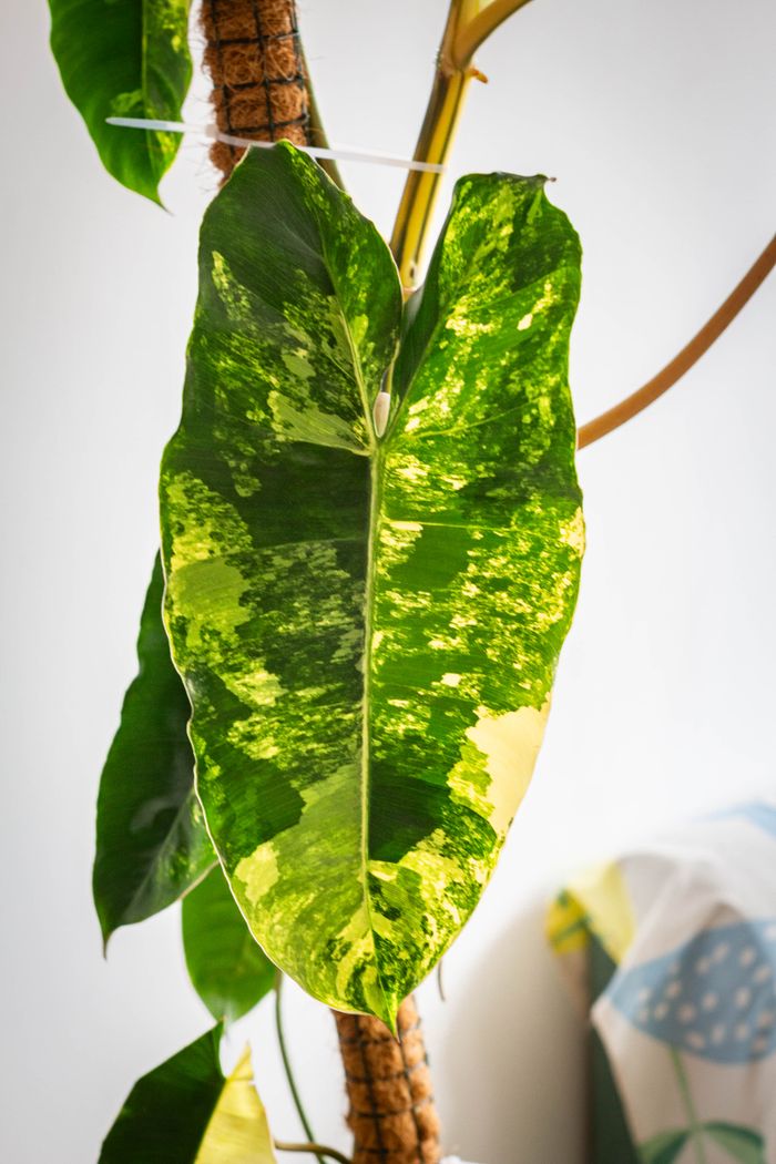 Close-up of a variegated philodendron leaf indoors with natural sunlight highlighting its unique patterns.