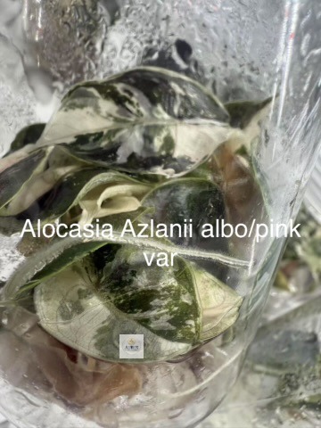 azlanii pink