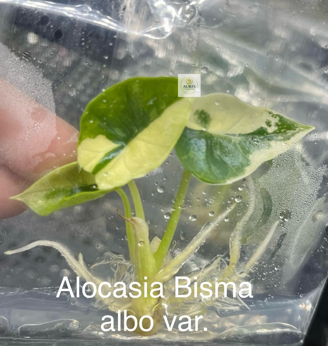 bisma1