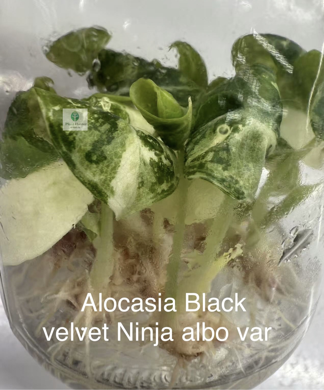 black velvet ninja