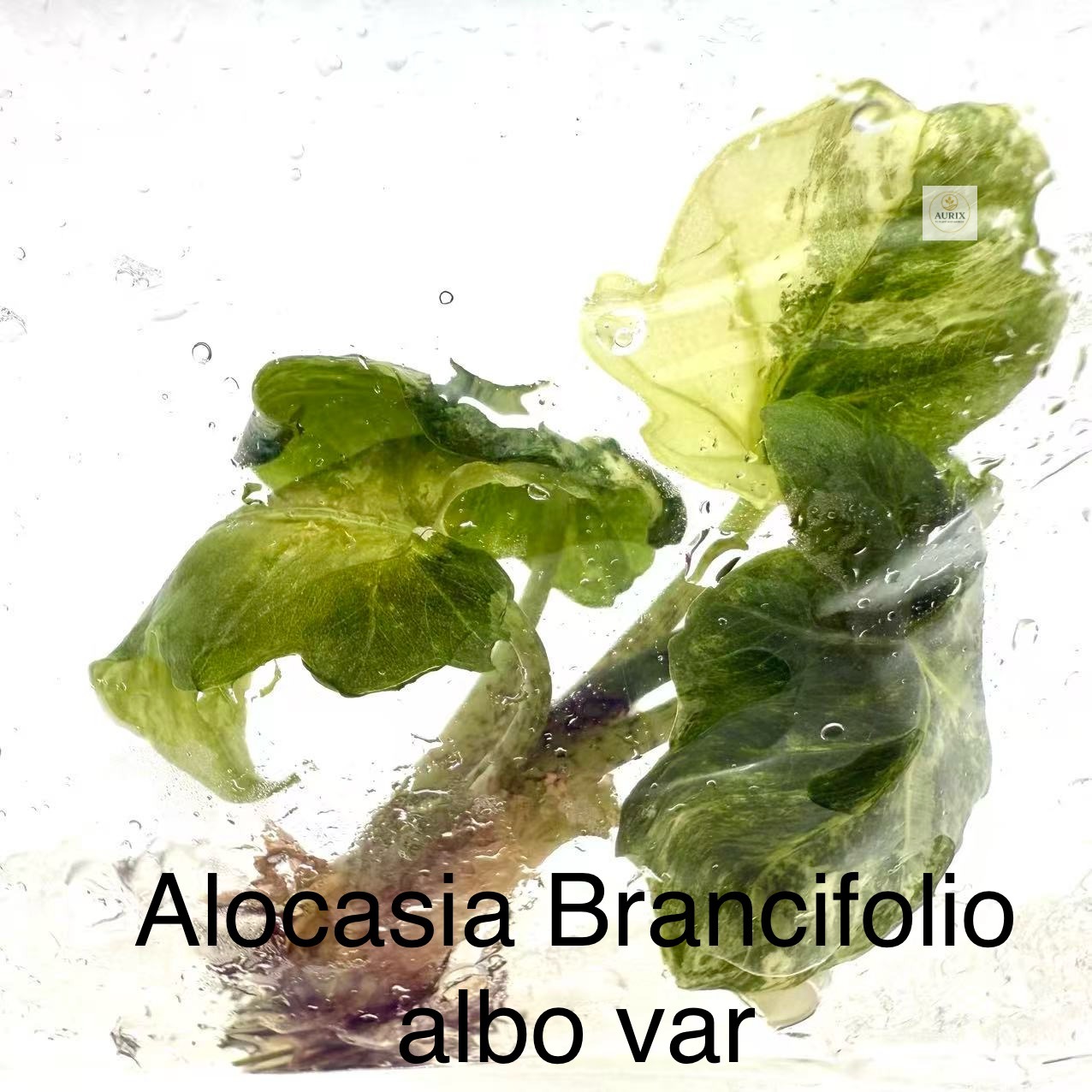 brancifolio albo