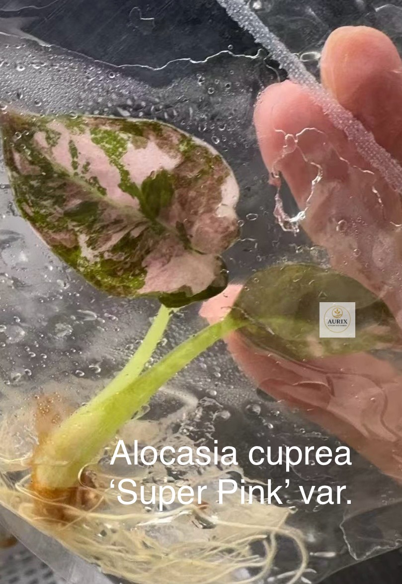 cruprea super pink