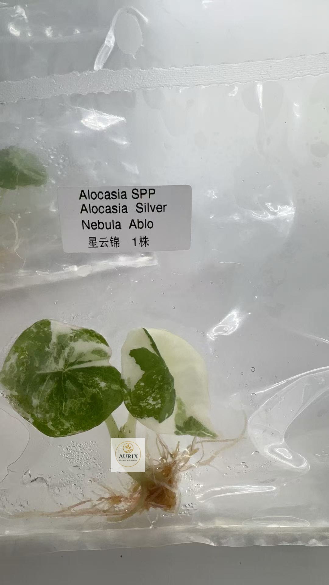 silver nebula ablo spp