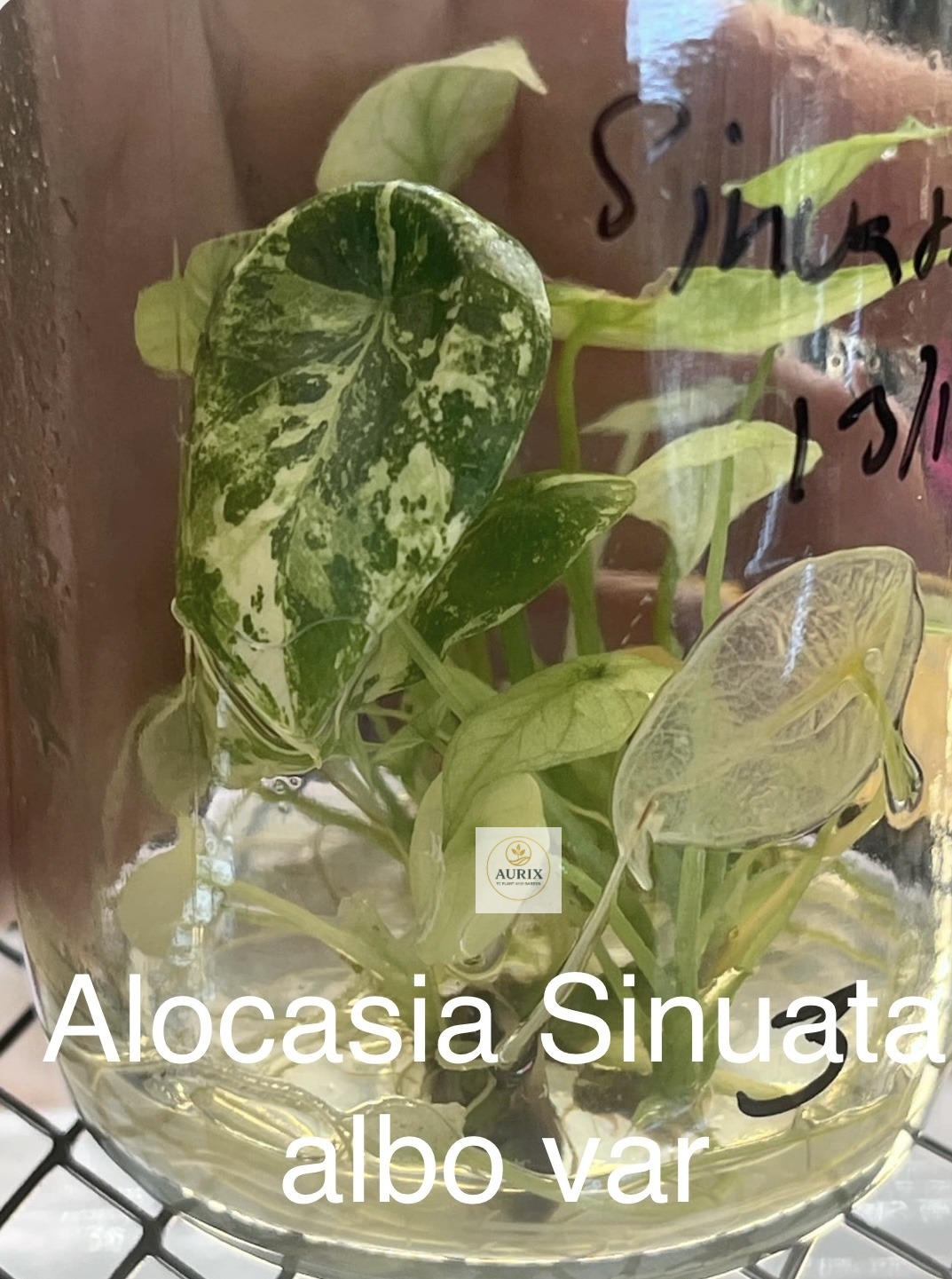 sinuata albo