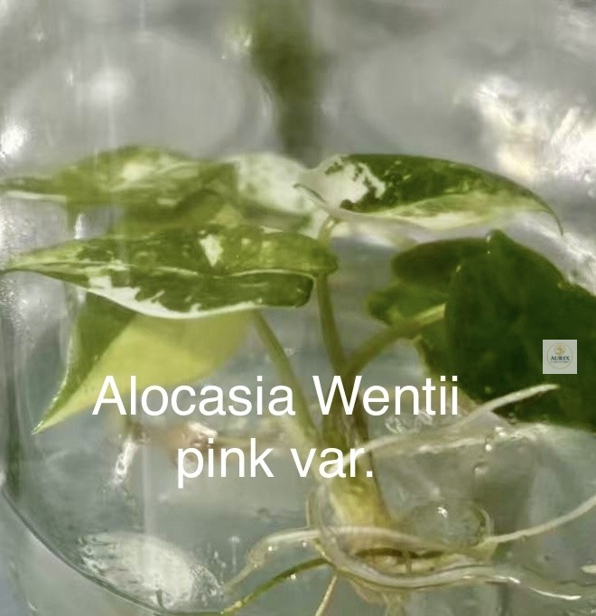 wentii pink albo1