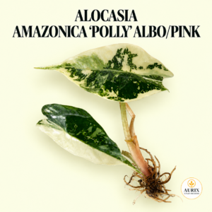 amzonica ‘polly」pink var.