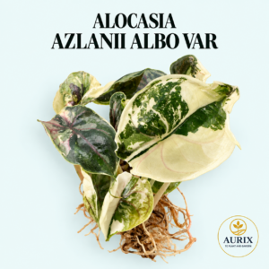 alocasai azlanii albo/pink