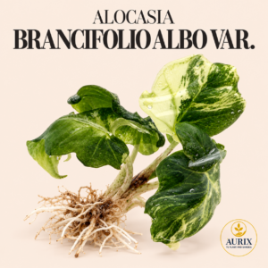 alocasia brancifolia albo