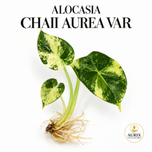 alocasia chaii aurean var
