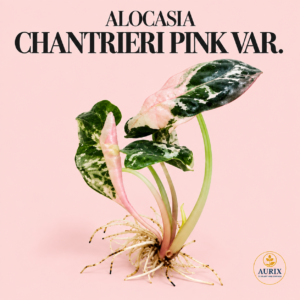 alocasia chantrieri pink