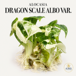 alocasia dragon scale albo