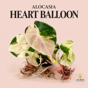 alocasia heart balloon albo/pink