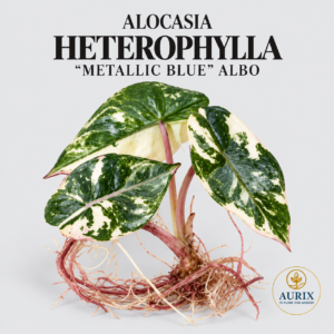 alocasia heterophylla ‘metallic blue’ albo