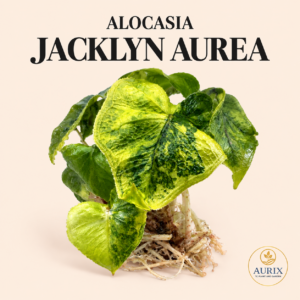 alocasia jacklyn aurea