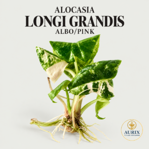 alocasia longi ‘grandis’ albo/pink