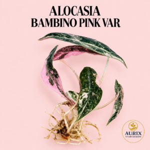 alocasia bambino pink