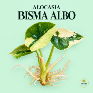 alocasia bisma albo