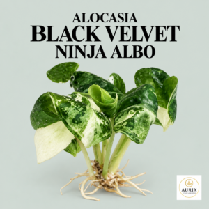 alocasia black velvet ninja albo