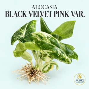 alocasia black velvet pink