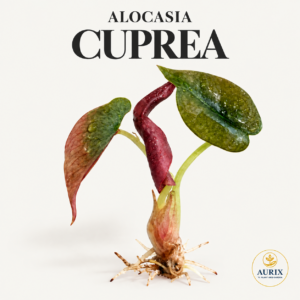 alocasia cuprea